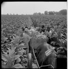 Priming tobacco